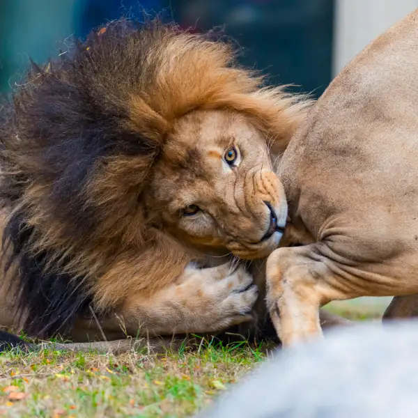 Lion biting